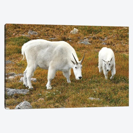 Mountain Goat And Kid Canvas Print #BWF766} by Brian Wolf Canvas Artwork