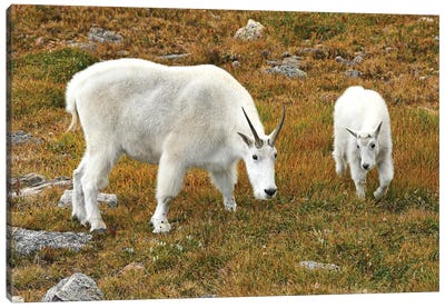 Mountain Goat And Kid Canvas Art Print - Brian Wolf