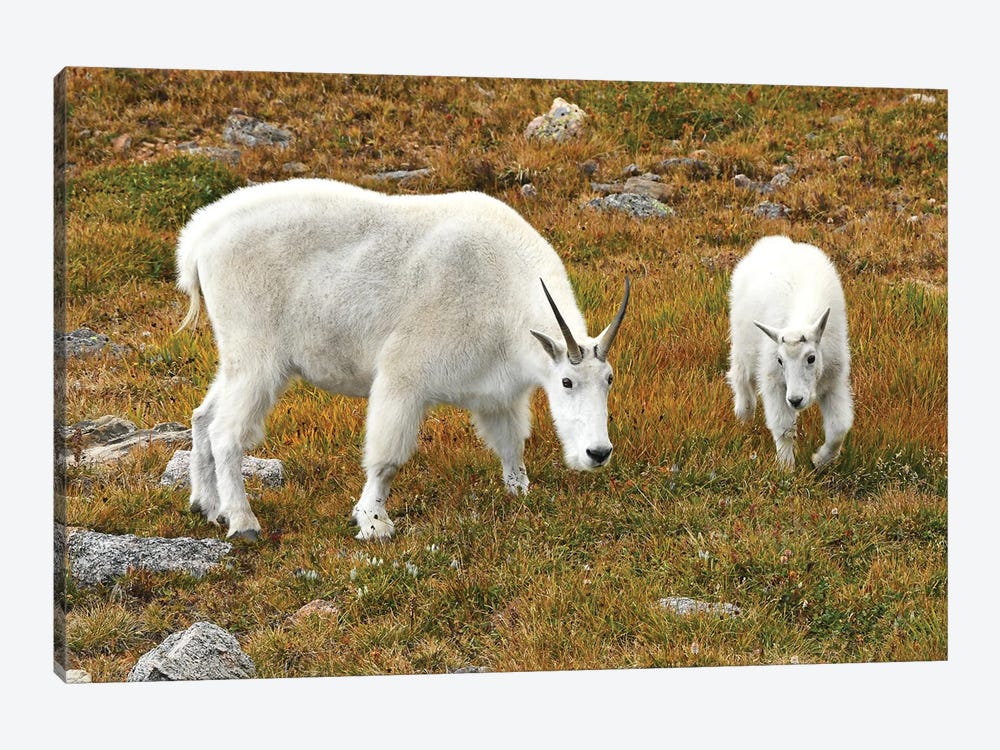 Mountain Goat And Kid by Brian Wolf 1-piece Canvas Art