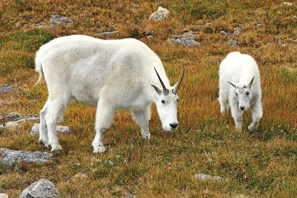 Goats: Mountain Goat And Kid by Brian Wolf