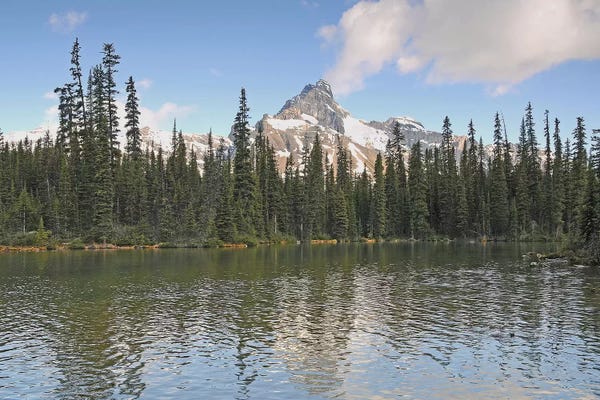 Evergreen Trees: Cathedral Mountain by Brian Wolf