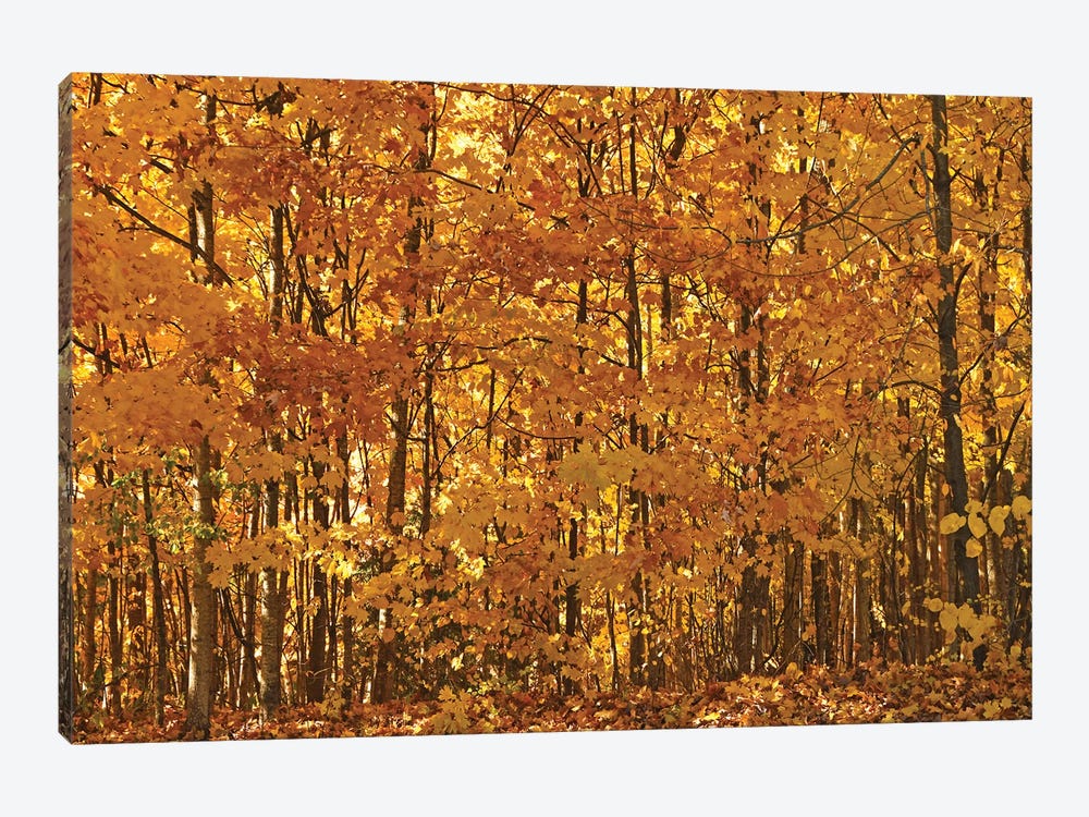 Backlit Woods by Brian Wolf 1-piece Canvas Wall Art
