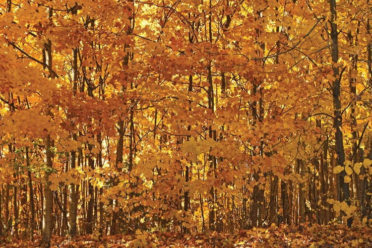 Backlit Woods