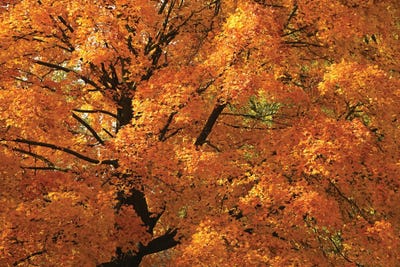 Splendid Orange Maple by Brian Wolf art print
