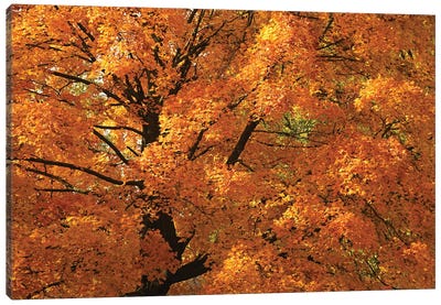 Splendid Orange Maple Canvas Art Print - Brian Wolf