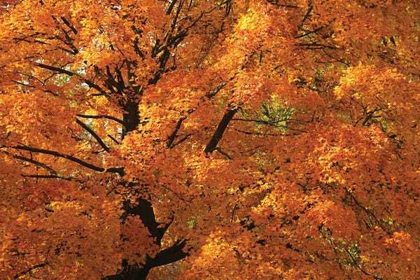 Brian Wolf: Splendid Orange Maple by Brian Wolf
