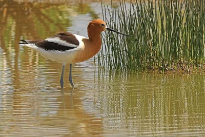 American Avocet by Brian Wolf canvas print