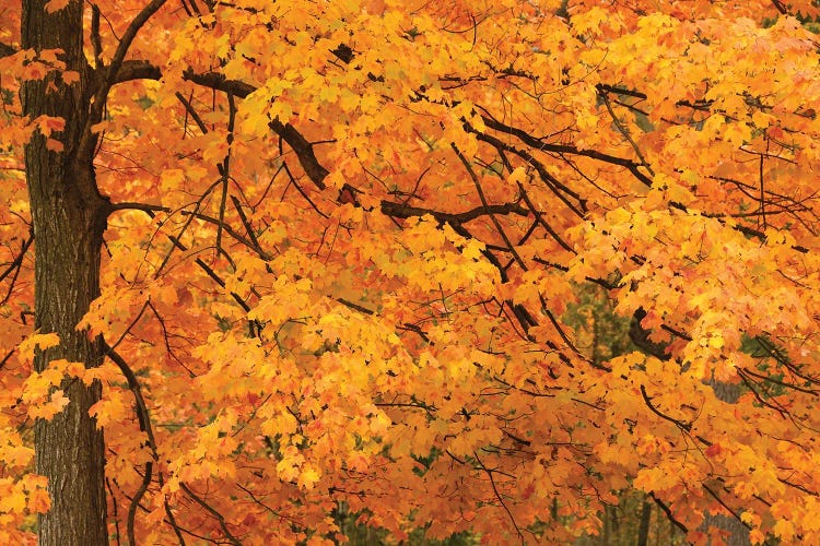 Yellow Leaves