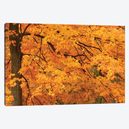 Yellow Leaves Canvas Print #BWF803} by Brian Wolf Canvas Artwork