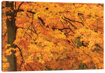 Yellow Leaves Canvas Art Print - Brian Wolf