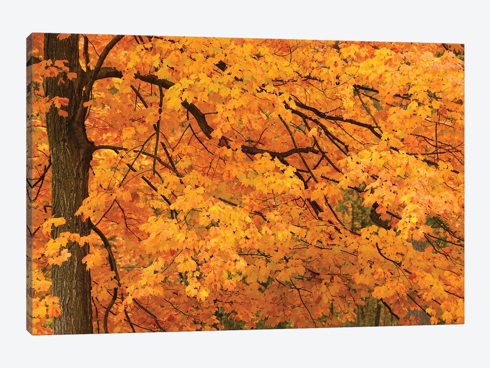 Yellow Leaves by Brian Wolf 1-piece Canvas Art Print