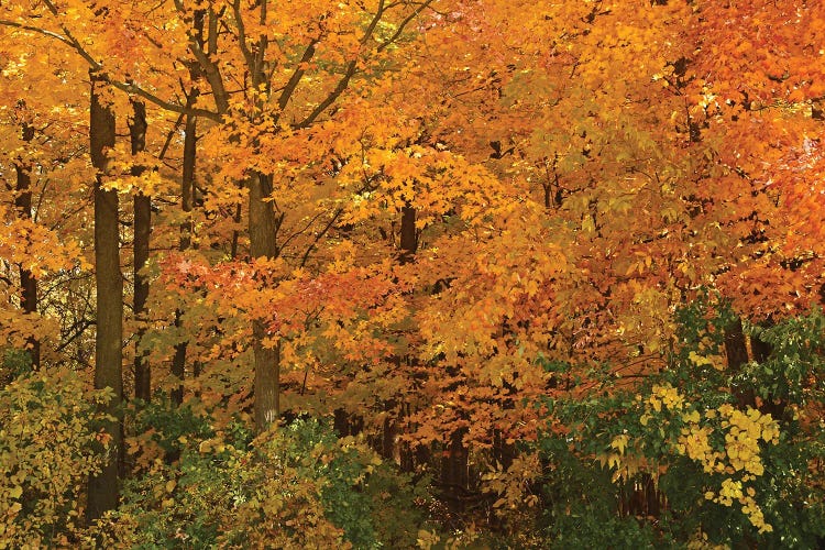 Wisconsin Colors