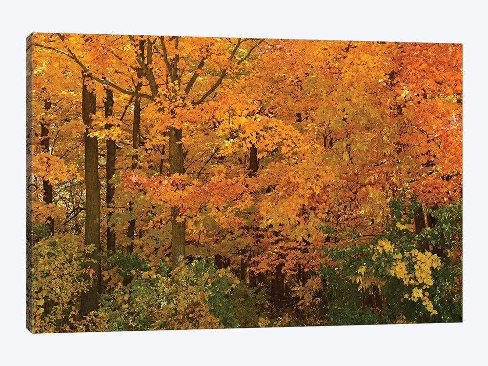 Wisconsin Colors by Brian Wolf 1-piece Canvas Wall Art