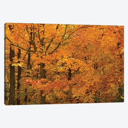 Wisconsin Autumn Canvas Print #BWF807} by Brian Wolf Art Print