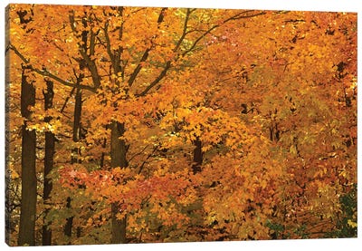 Wisconsin Autumn Canvas Art Print - Brian Wolf