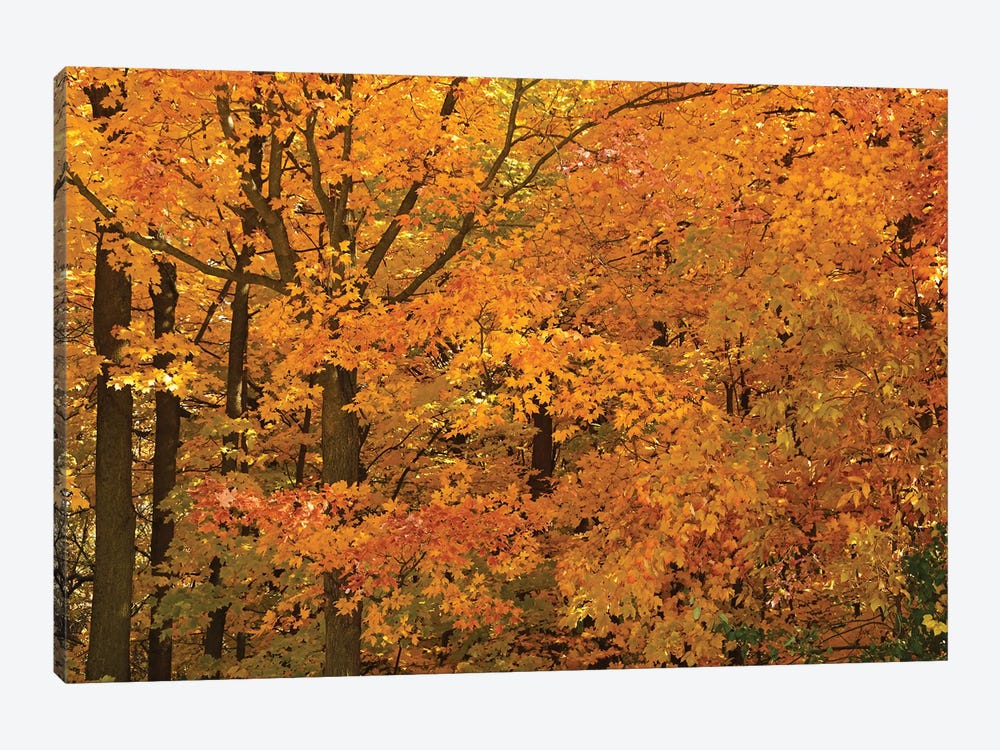 Wisconsin Autumn by Brian Wolf 1-piece Canvas Print