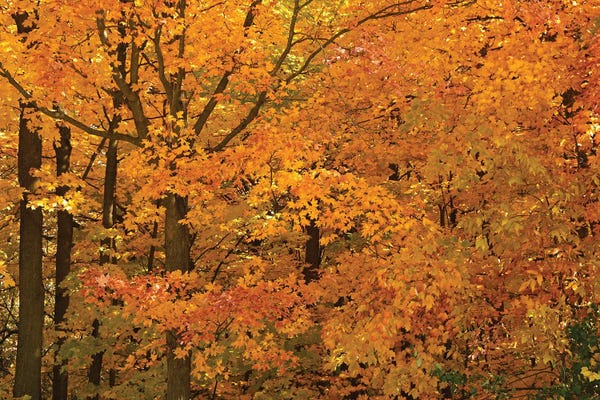 Brian Wolf: Wisconsin Autumn by Brian Wolf