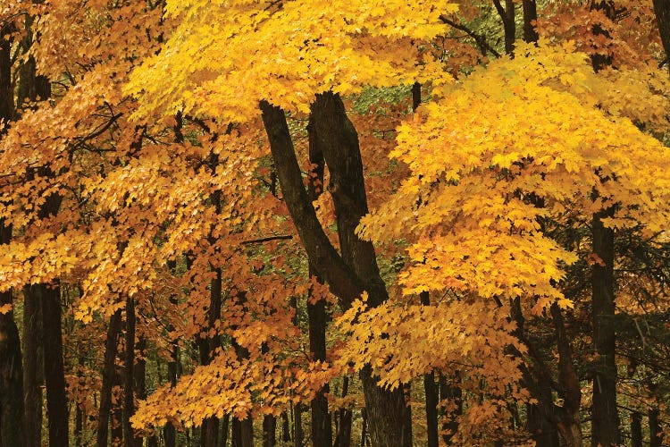 Yellow Maples Of Autumn