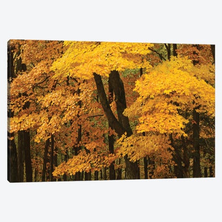 Yellow Maples Of Autumn Canvas Print #BWF809} by Brian Wolf Canvas Artwork