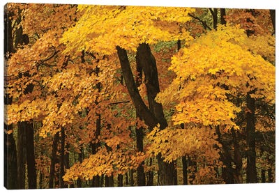 Yellow Maples Of Autumn Canvas Art Print - Brian Wolf