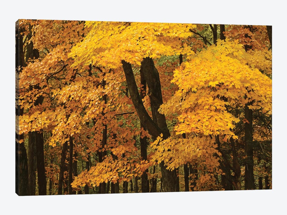 Yellow Maples Of Autumn by Brian Wolf 1-piece Canvas Print