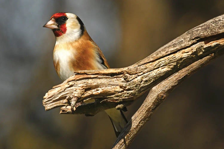 European Finch
