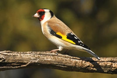 Colorful European Finch by Brian Wolf metal wall art