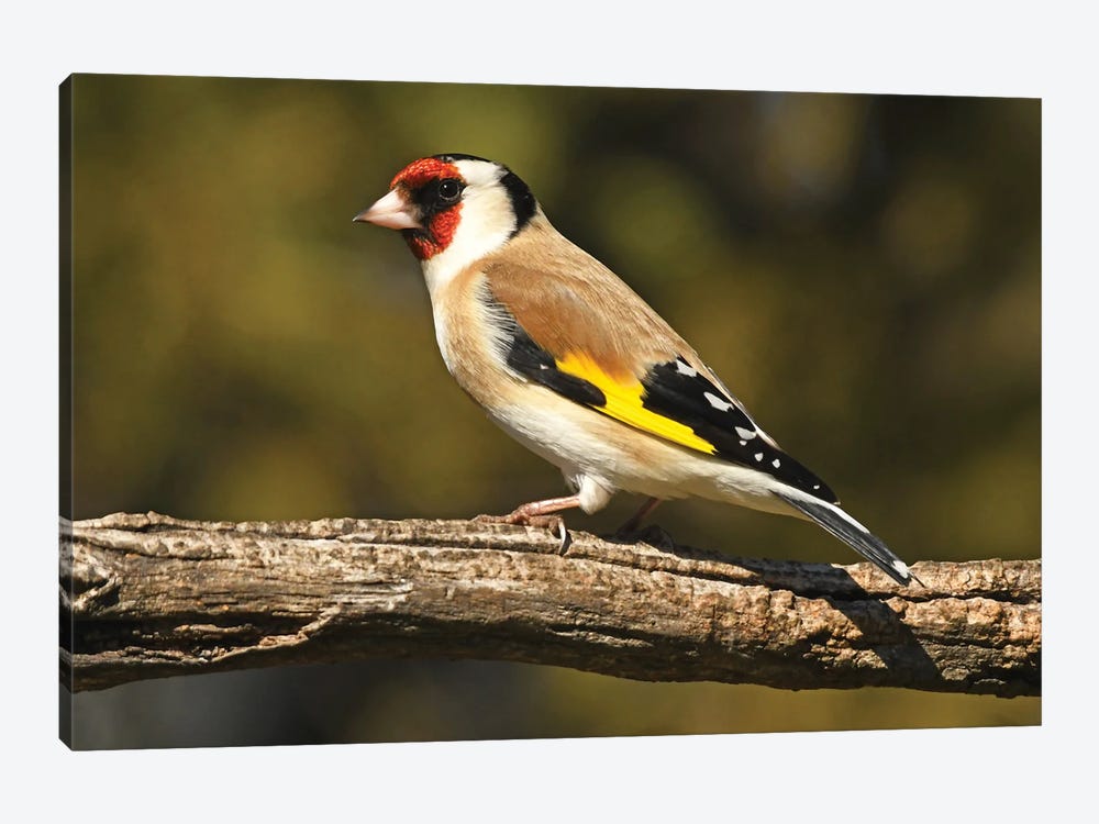 Colorful European Finch by Brian Wolf 1-piece Canvas Wall Art