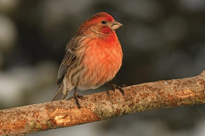 Sunlit House Finch by Brian Wolf metal wall art