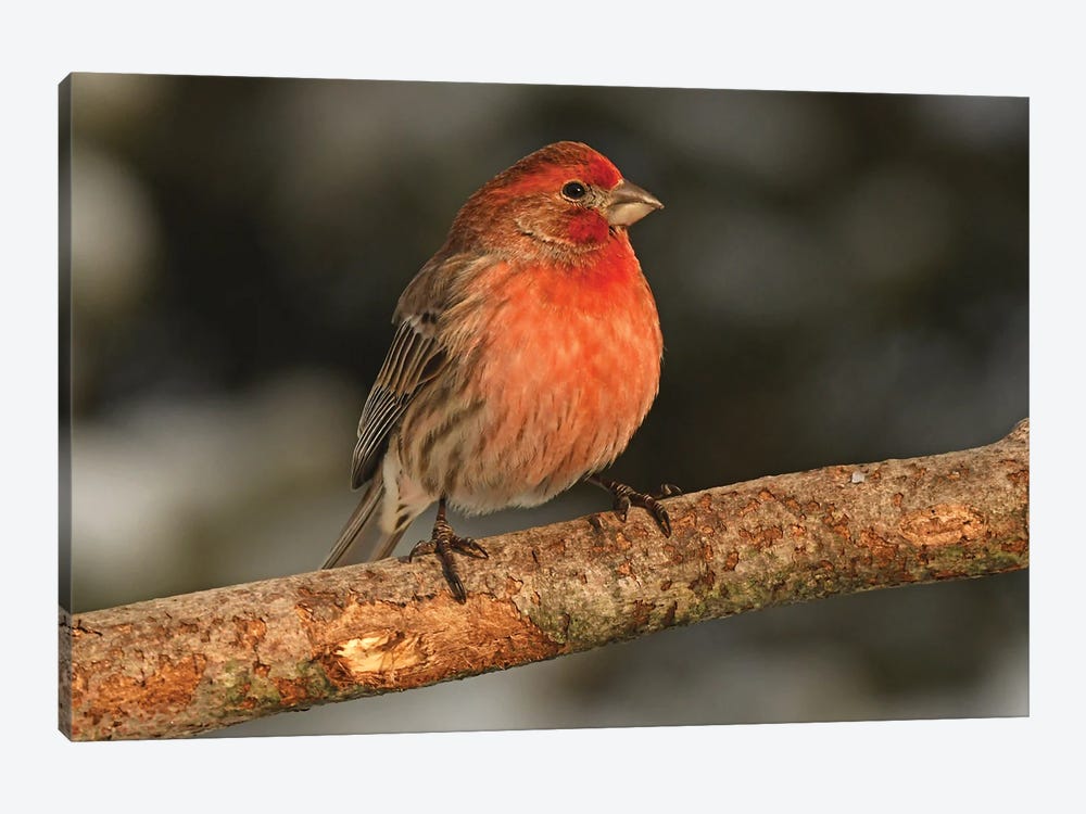 Sunlit House Finch by Brian Wolf 1-piece Canvas Art Print