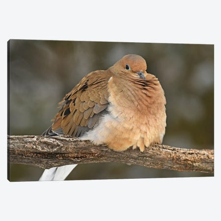 Mourning Dove Canvas Print #BWF813} by Brian Wolf Canvas Art Print