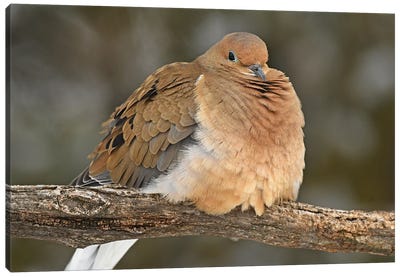 Mourning Dove Canvas Art Print - Brian Wolf