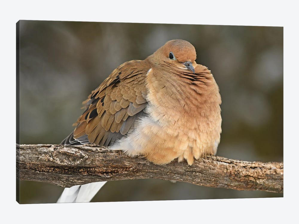 Mourning Dove by Brian Wolf 1-piece Canvas Wall Art