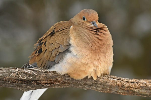 Brian Wolf: Mourning Dove by Brian Wolf