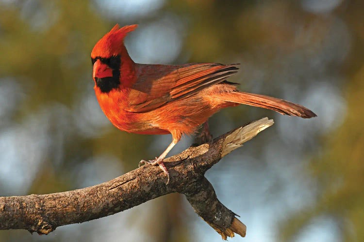 Cardinal