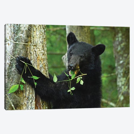 Bear Eating In Tree Canvas Print #BWF819} by Brian Wolf Canvas Art Print