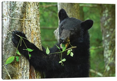 Bear Eating In Tree Canvas Art Print - Black Bear Art