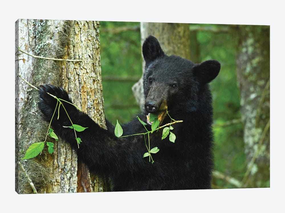 Bear Eating In Tree by Brian Wolf 1-piece Canvas Art