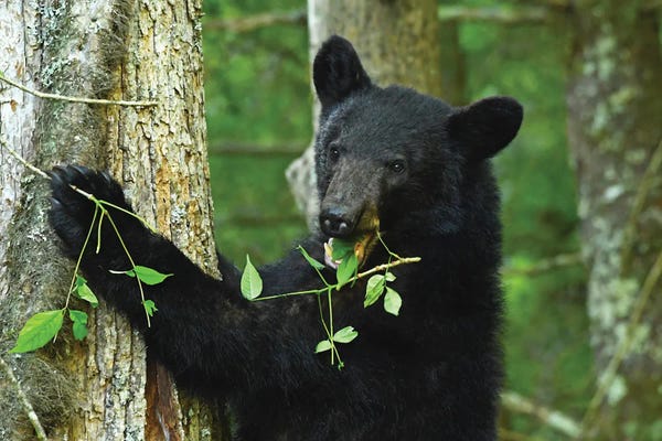 Black Bears: Bear Eating In Tree by Brian Wolf