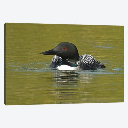 Commo Loon Canvas Print #BWF823} by Brian Wolf Canvas Art