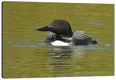 Commo Loon Canvas Art Print - Brian Wolf