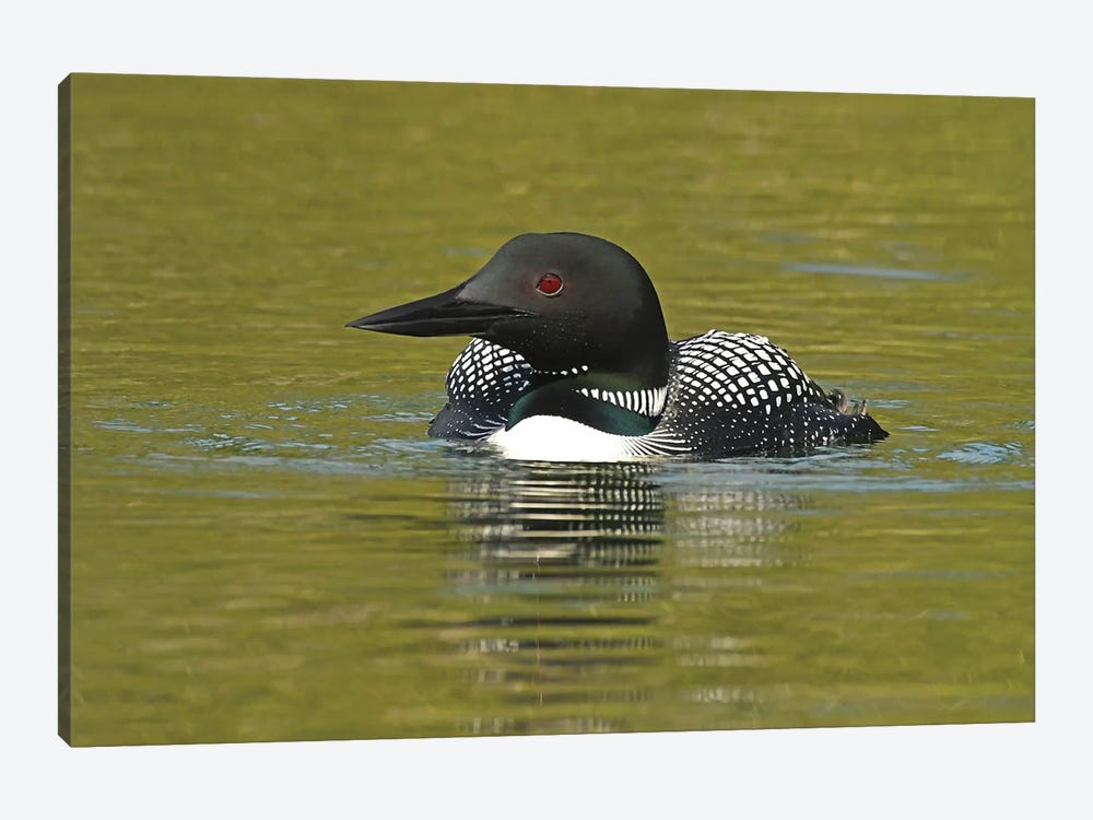Commo Loon by Brian Wolf 1-piece Canvas Print