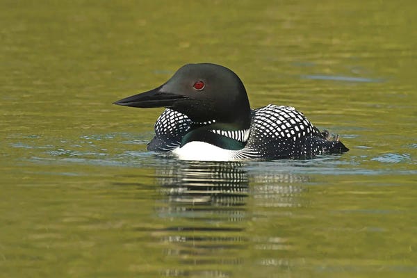 Brian Wolf: Commo Loon by Brian Wolf