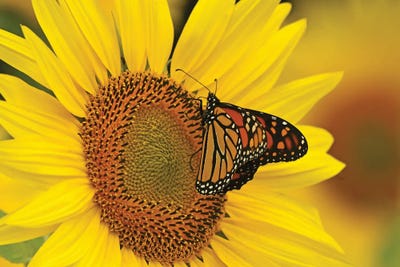 Monarch Butterfly On Sunflower by Brian Wolf art print