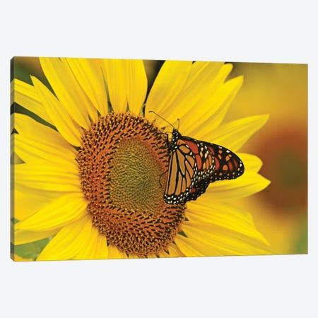 Monarch Butterfly On Sunflower Canvas Print #BWF831} by Brian Wolf Canvas Art Print
