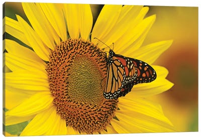 Monarch Butterfly On Sunflower Canvas Art Print - Brian Wolf