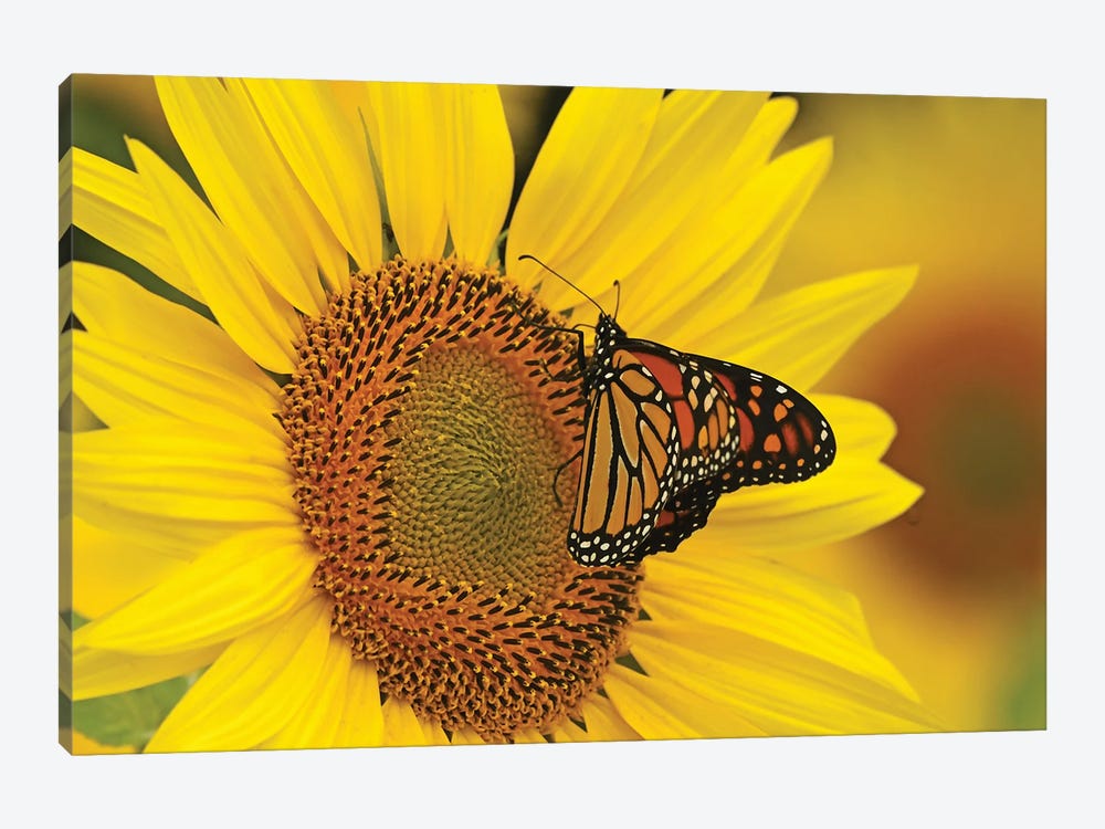 Monarch Butterfly On Sunflower by Brian Wolf 1-piece Canvas Artwork