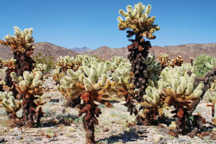 Cholla Cactus