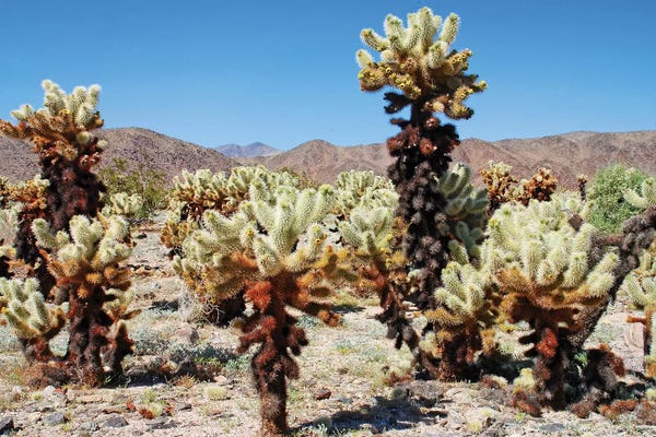 Cacti: Cholla Cactus by Brian Wolf