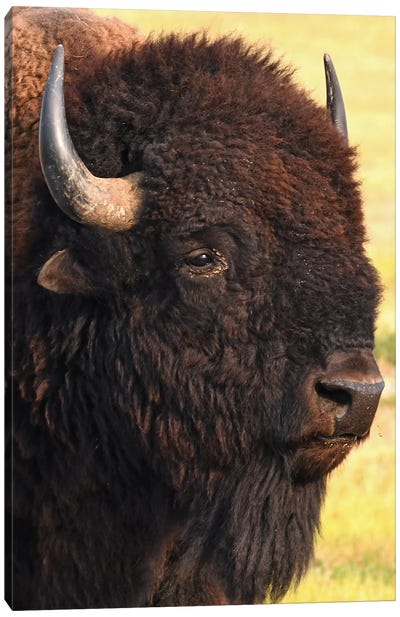 Bison Head Shot Canvas Art Print - Bison & Buffalo Art